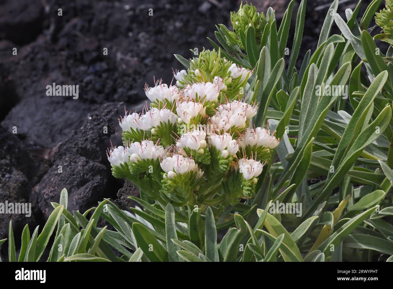 Arrebol (Echium brevirame), endemic to La Palma, Canary Islands, La Palma Stock Photo