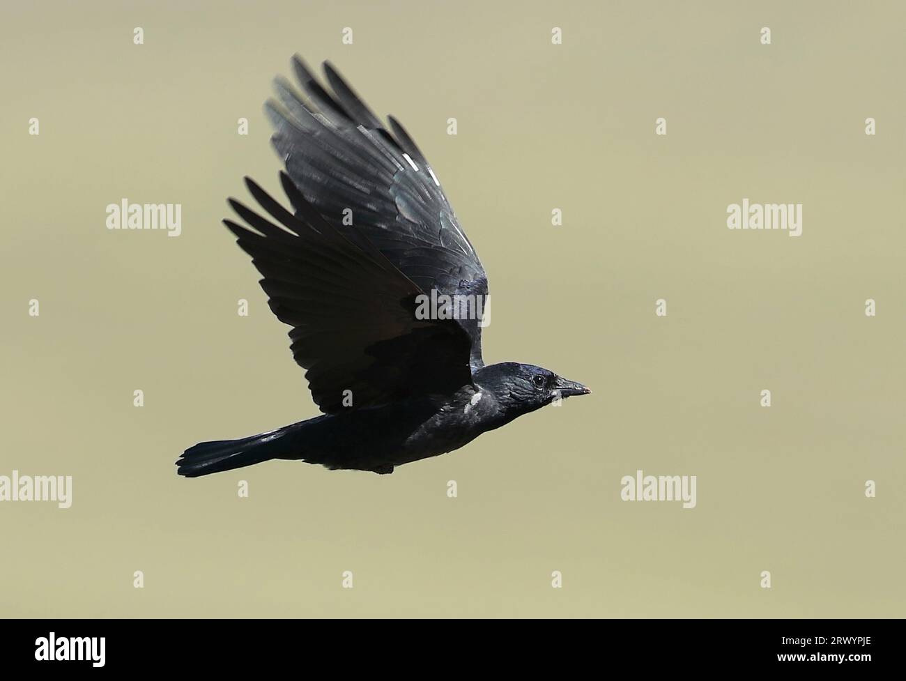 Daurian jackdaw (Corvus dauuricus), juvenile in flight, Mongolia Stock Photo