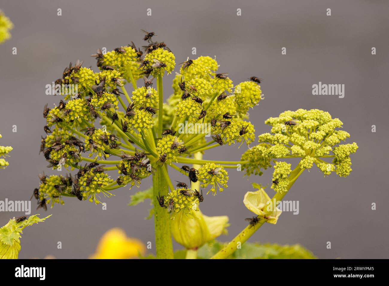 angelica (Angelica archangelica ssp. litoralis), umbel with several nectar-sucking flowers, Iceland, Seljalandsfoss Stock Photo