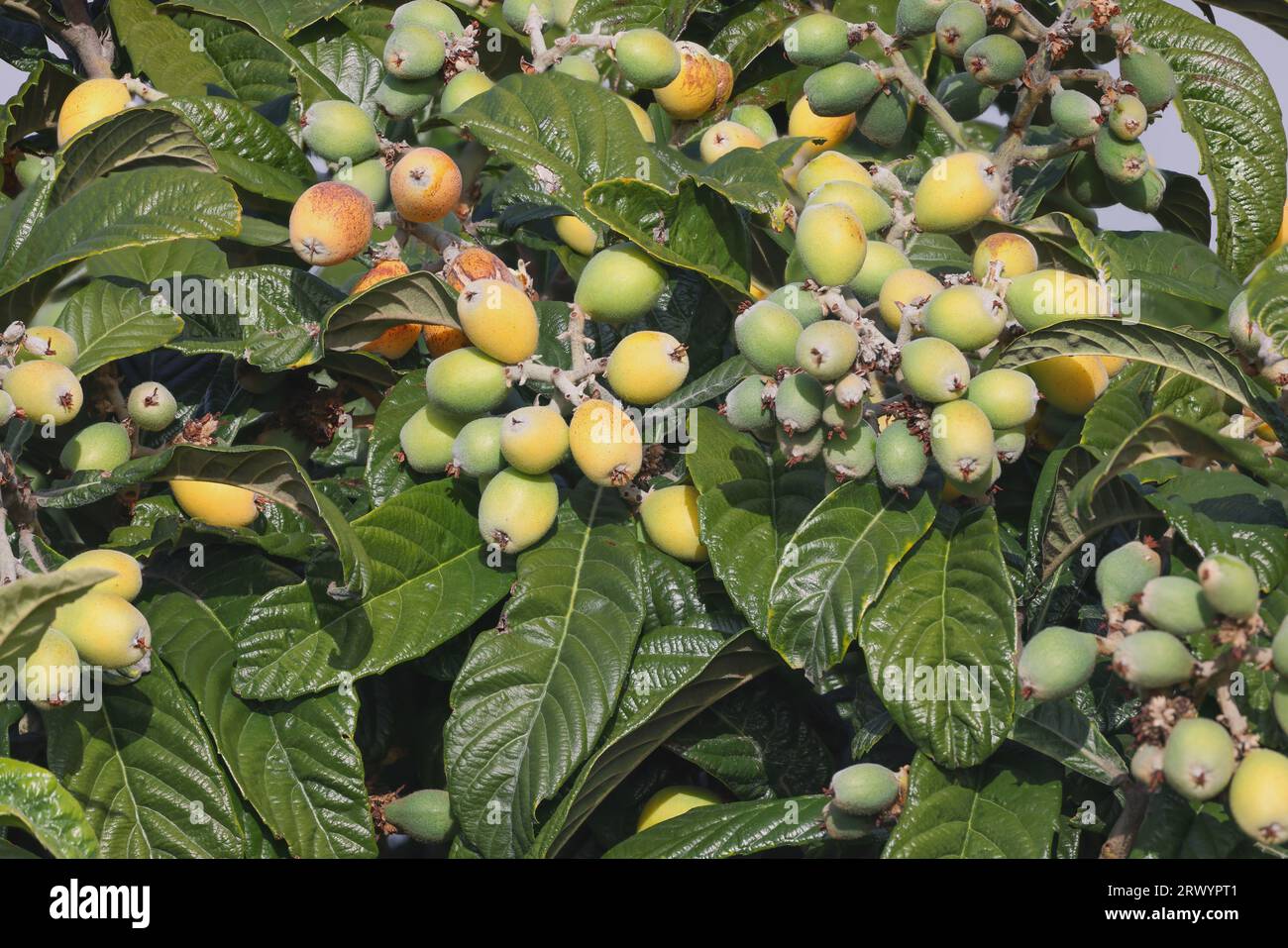 Loquat, Japanese plum (Eriobotrya japonica), fruits on a branch, Canary Islands, La Palma Stock Photo