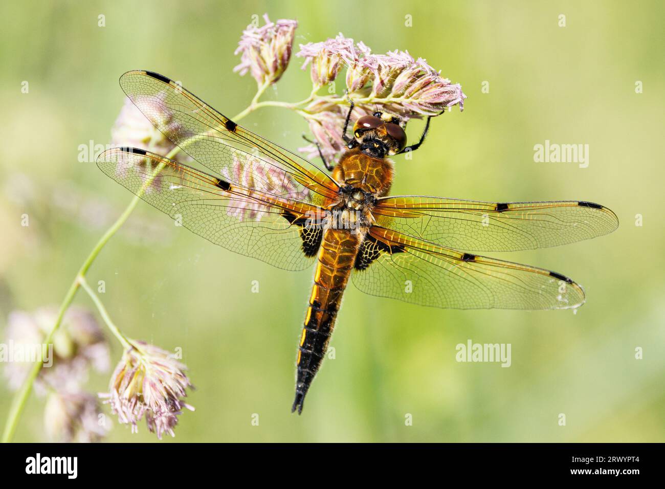 four-spotted libellula, four-spotted chaser, four spot (Libellula quadrimaculata), male on grass, Germany, Bavaria Stock Photo