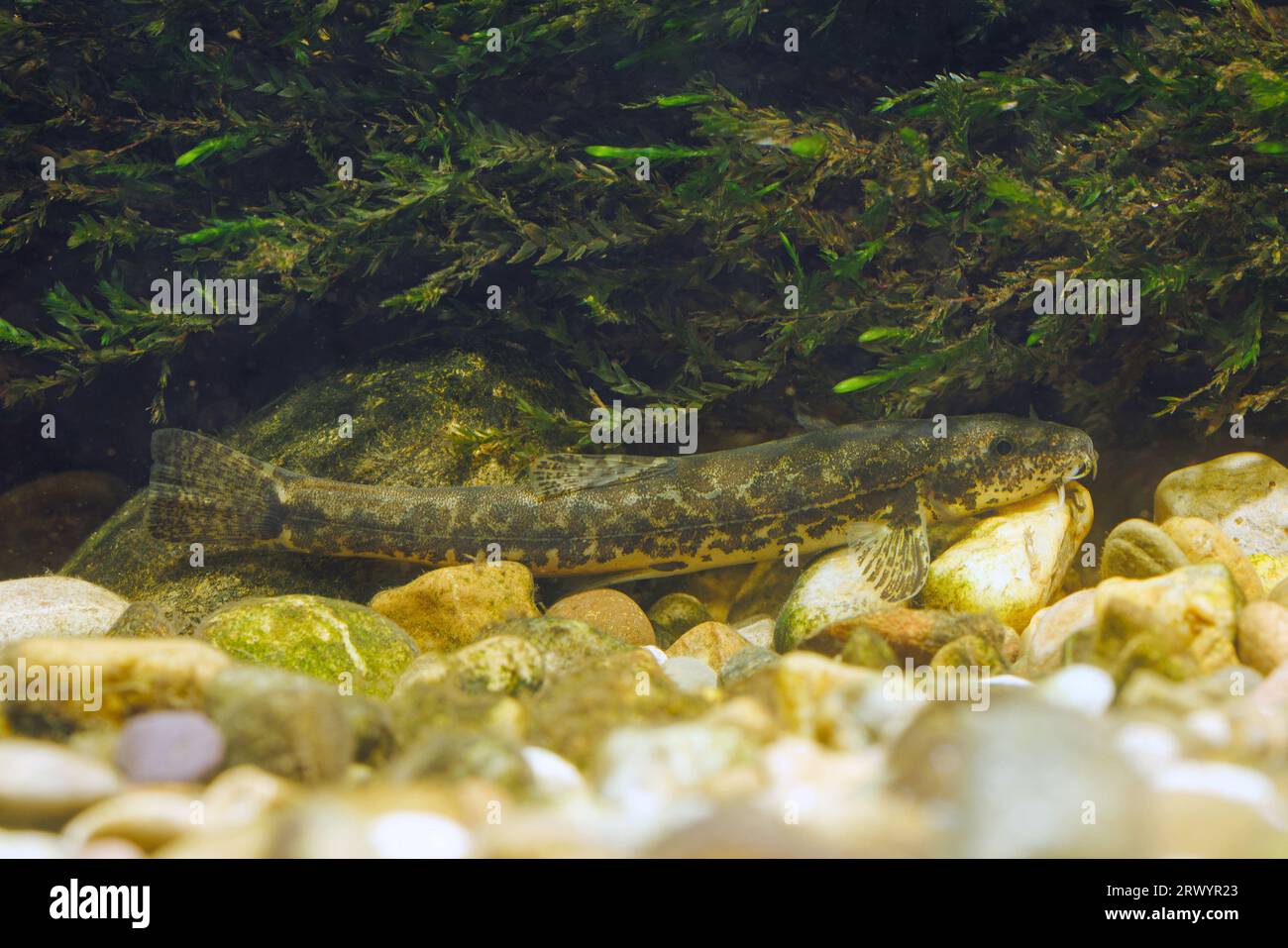 stone loach (Noemacheilus barbulatus, Barbatula barbatula, Nemacheilus barbatulus), under moss, Germany Stock Photo