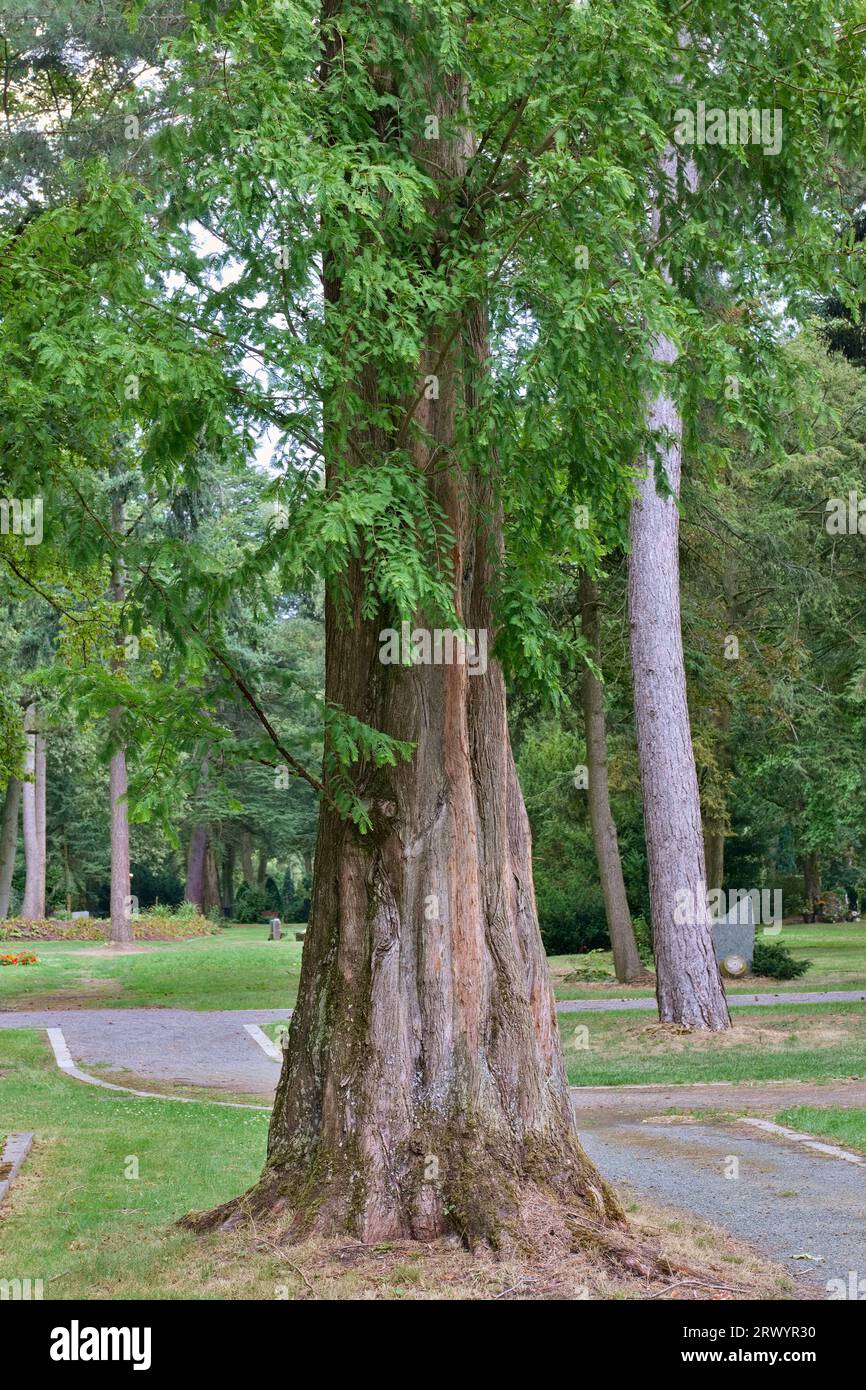 dawn redwood (Metasequoia glyptostroboides), trunk of a park tree, Germany Stock Photo