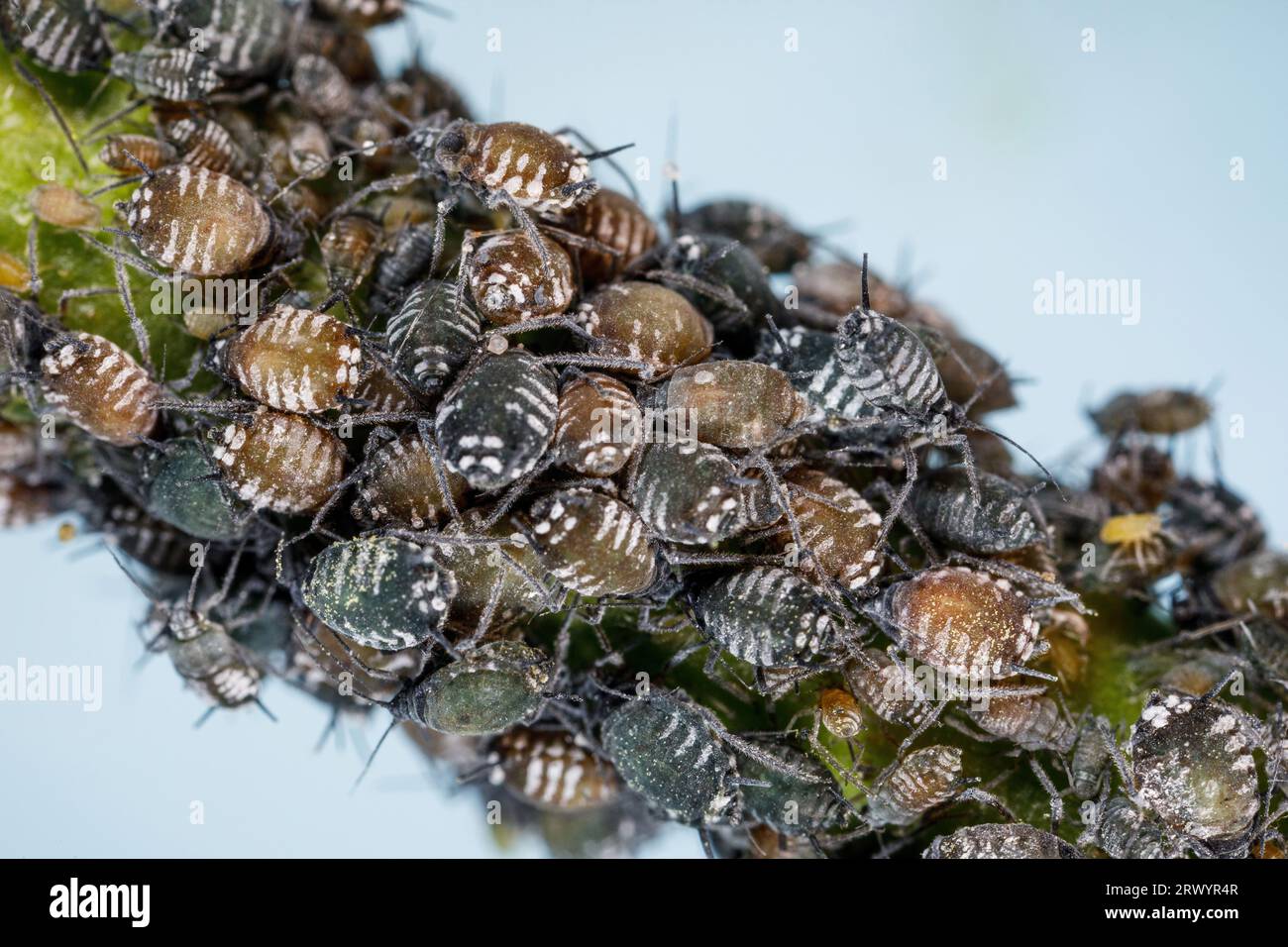 elder aphid (Aphis sambuci, Aphis sambucina), colony at umbel, Germany, Bavaria, Isental Stock Photo