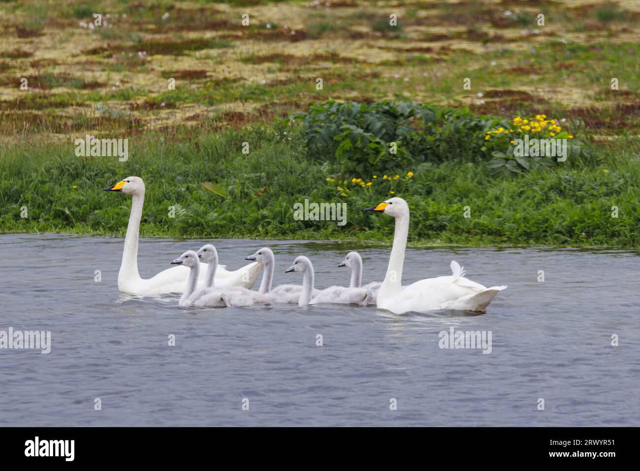 whooper swan (Cygnus cygnus), pair with chicks on water, Iceland, Seljalandsfoss Stock Photo