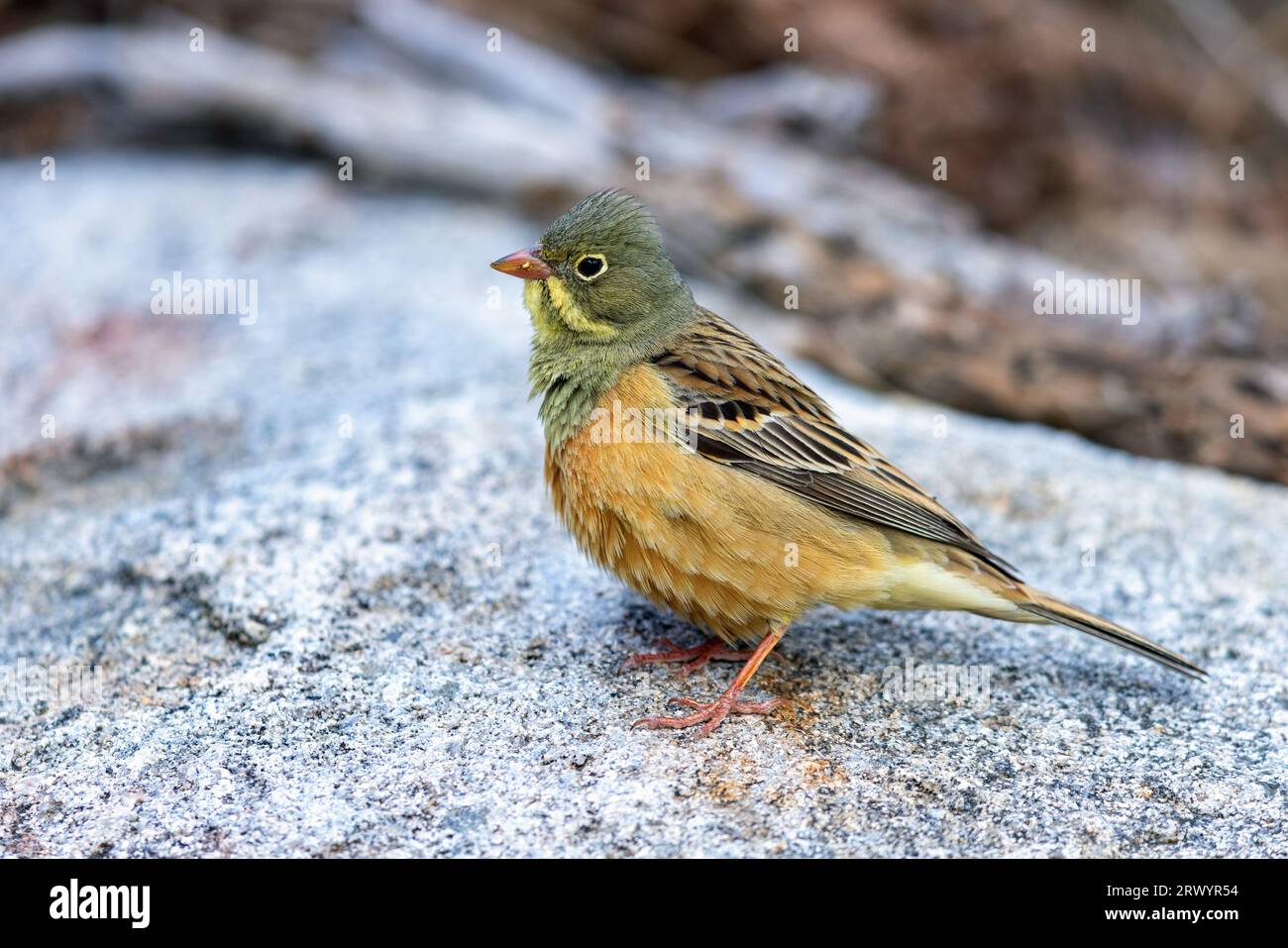 Ortolan bunting (Emberiza hortulana), male standing on a stone, Spain, Sierra De Gredos Stock Photo