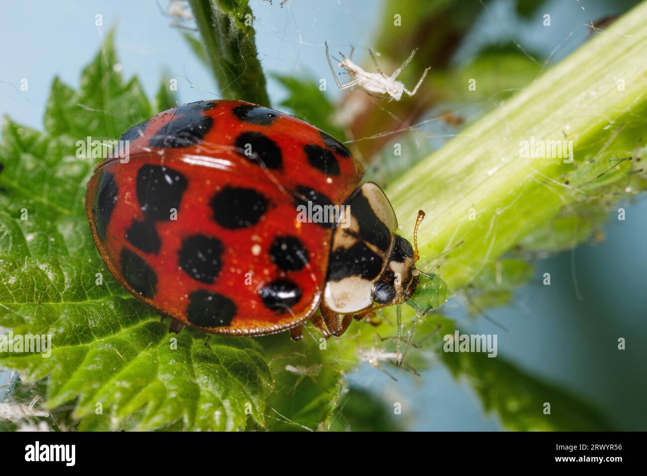 Multicoloured Asian beetle, harlequin, Asian Asian lady beetle, Halloween beetle (Harmonia axyridis), feeding on aphids, Germany, Bavaria Stock Photo