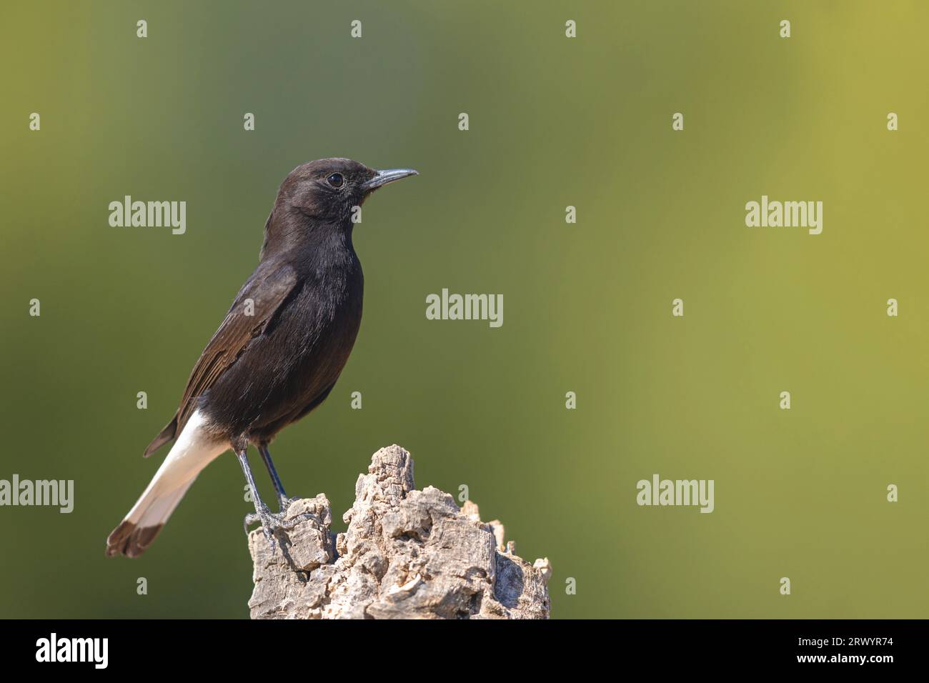 black wheatear (Oenanthe leucura), male sitting on a stone, Spain Stock Photo