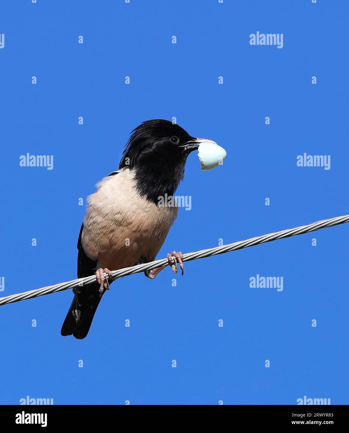 rose-coloured starling (Pastor roseus, Sturnus roseus), sitting on a wire, carrying an egg shell, France, Alpes-de-Haute-Provence Stock Photo