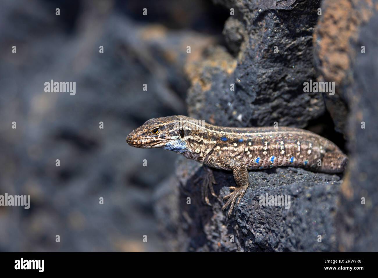 La Palma lizard (Gallotia galloti palmae), female sunbathing on lava
