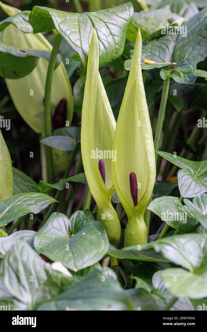 lords-and-ladies, portland arrowroot, cuckoopint (Arum maculatum), blooming, Germany, Bavaria Stock Photo