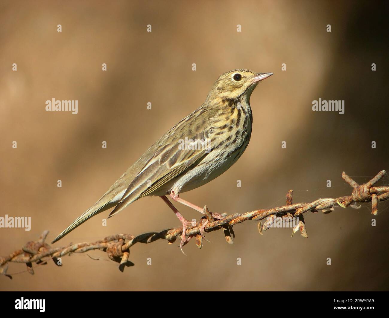 Tree pitpit (Anthus trivialis), First-winter perched on barbed wire, Oman Stock Photo