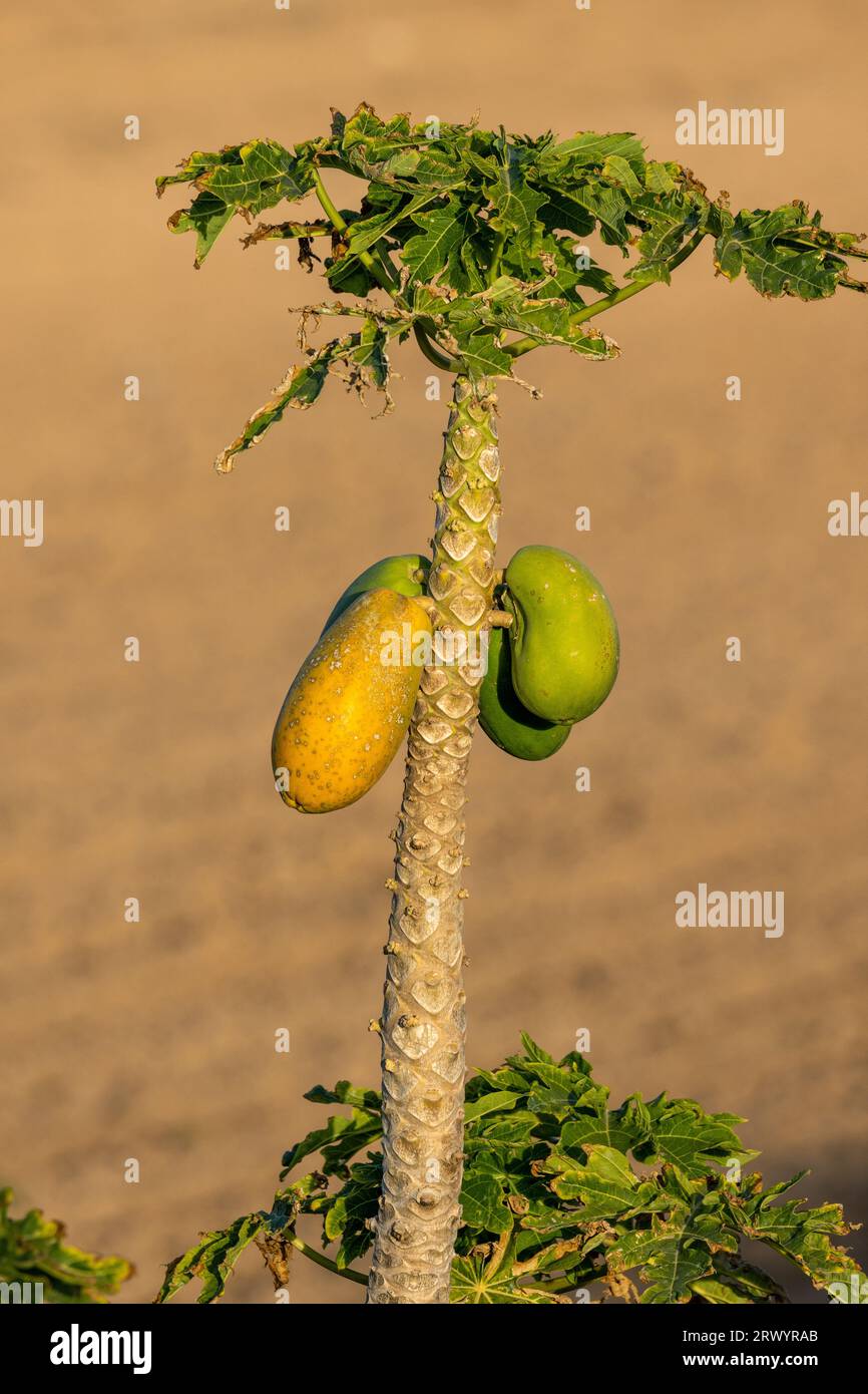 papaya, papaw, paw paw, mamao, tree melon (Carica papaya), small tree with fruits, Canary Islands, Fuerteventura Stock Photo