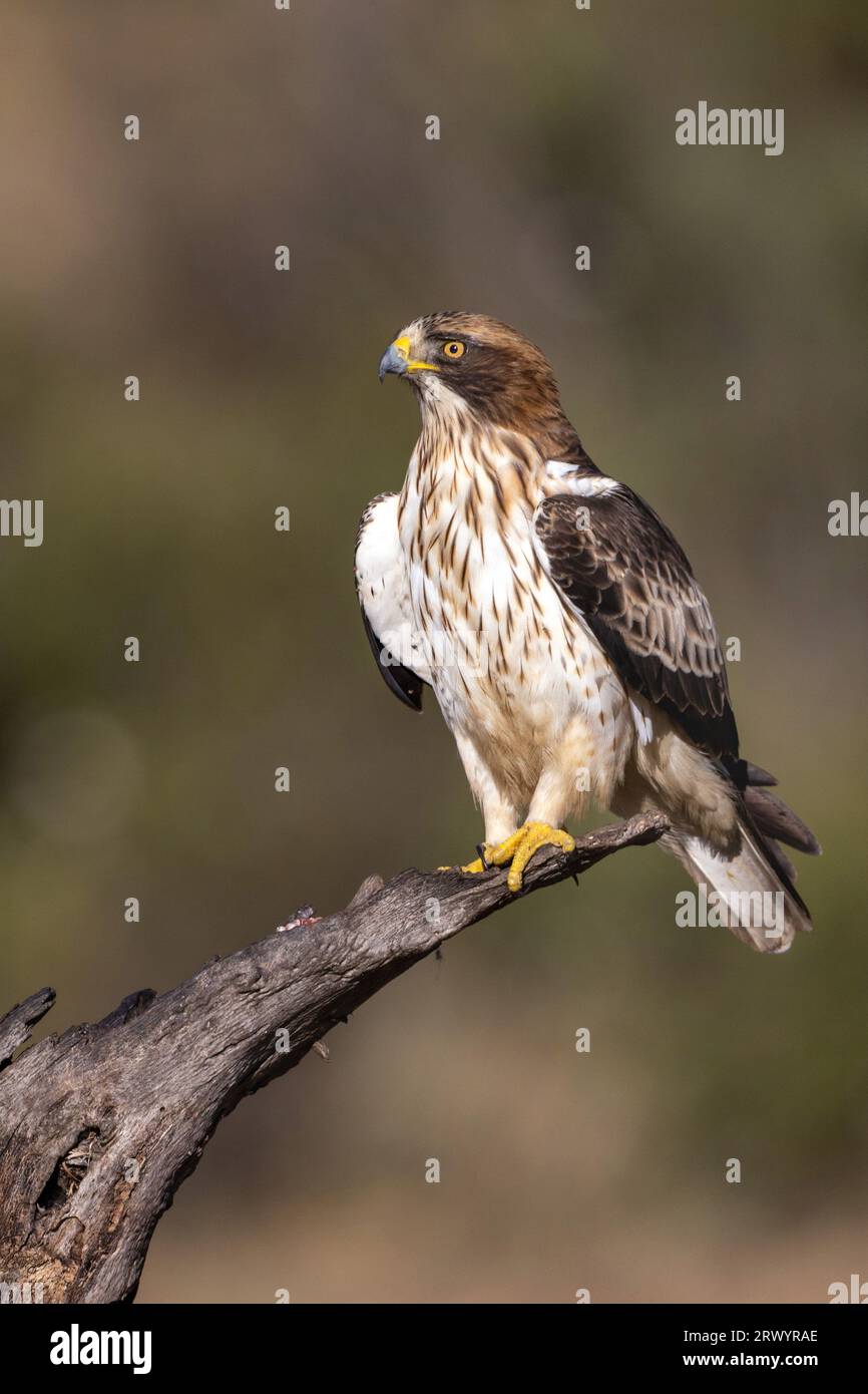 booted eagle (Hieraaetus pennatus, Aquila pennata), light form sitting on a dead tree, Spain, Extremadura, Salorino Stock Photo