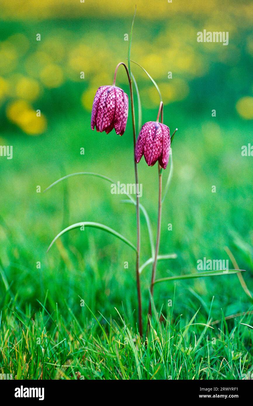 Fritillaria meleagris Stock Photo