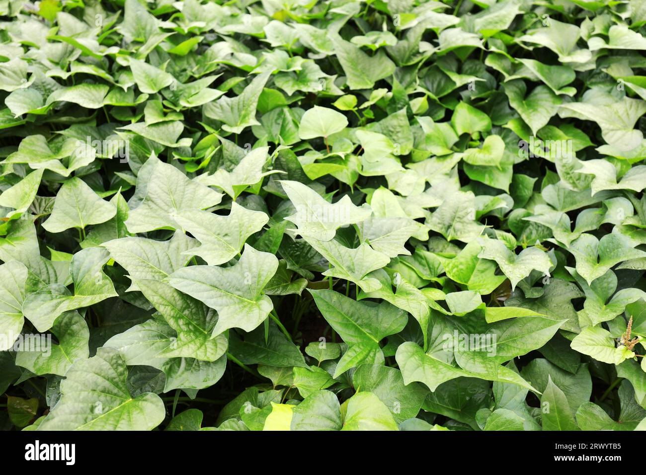 Sweet potato leaves in fields are green and thrive Stock Photo - Alamy, image size:1300x956