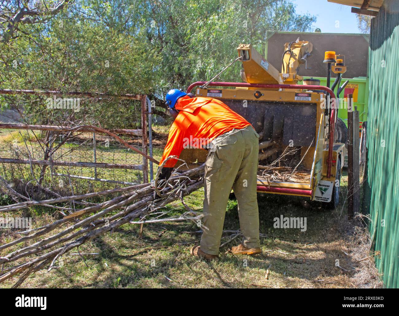 Worker feeding cut tree branches into a chipping machine at an Australian farm. Stock Photo