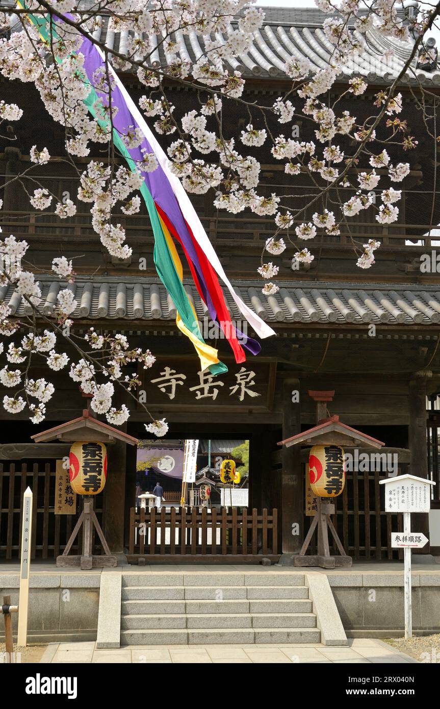 A scenic temple during the cherry blossom season, Shinagawa JP Stock Photo
