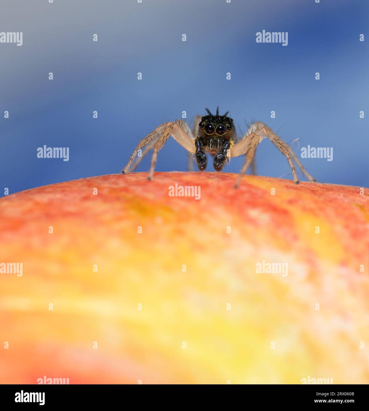 Black, tufted morph of Dimorphic jumper sitting on top of an apple, with light blue background Stock Photo