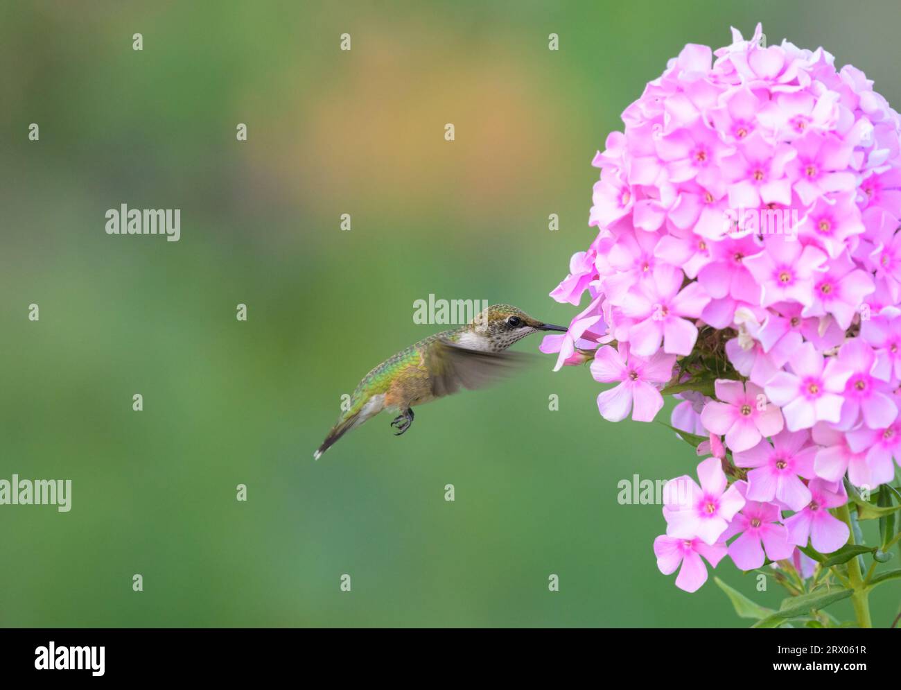 Rubythroated Hummingbird hovering and getting nectar from a pink tall