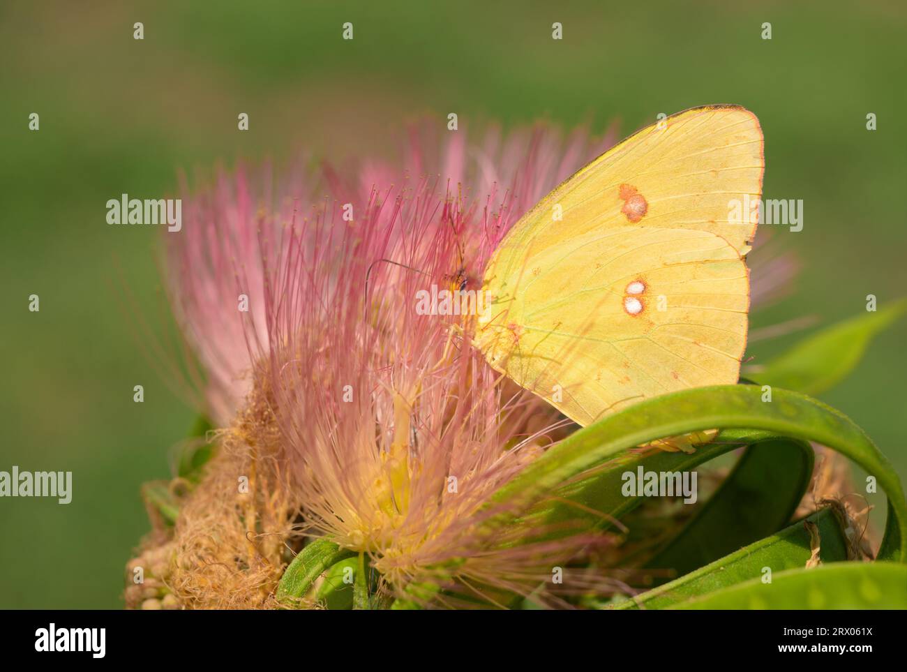 Bright yellow Cloudless Sulphur butterfly feeding on pink fuzzy flower of Persian Silk Tree, against green background Stock Photo