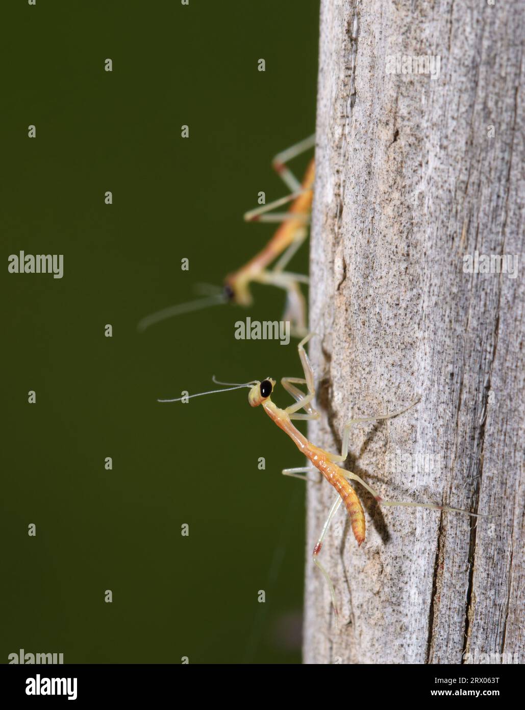 A tiny newly hatched Carolina mantid nymph on a wooden post, with another one out of focus a little farther back Stock Photo