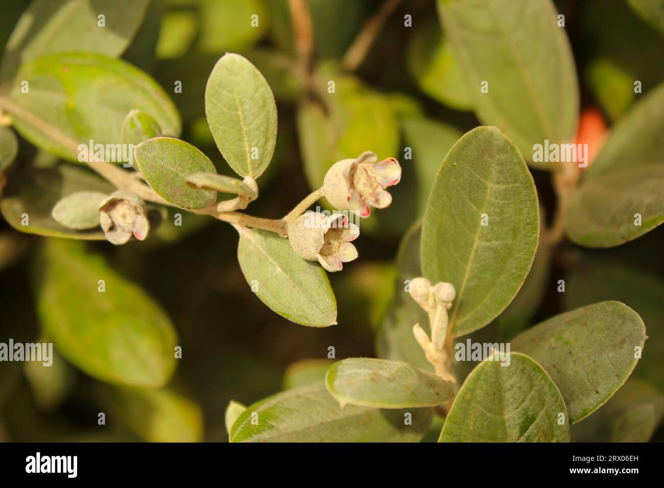 Rhodomyrtus tomentosa flowers in close up on the HortonPlains trail ...