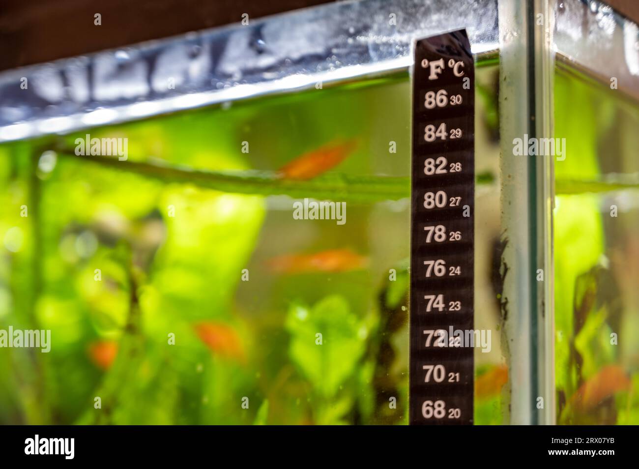 Selective focus on a fish tank thermometer mounted to glass edge with