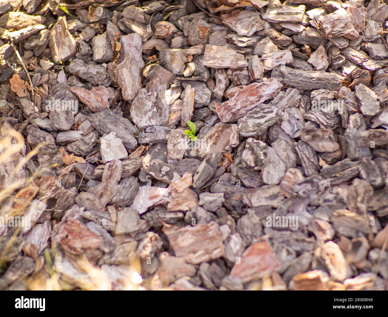 Texture of a pine bark mulch used for horticulture for preventing weed