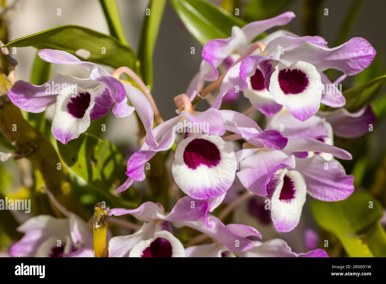 Soft Cane Dendrobium Orchids in flower Stock Photo