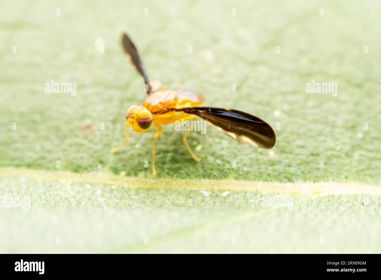 Fruit flies inhabit the leaves of wild plants Stock Photo Alamy