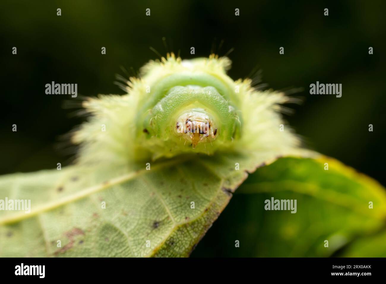 Thosea sinensis hi-res stock photography and images - Alamy