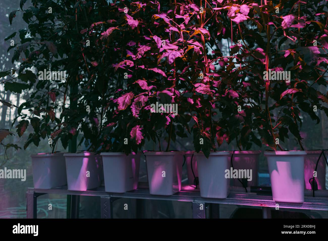 Melon fruit trees (Cucumis melo) planted on clean hydroponics pot