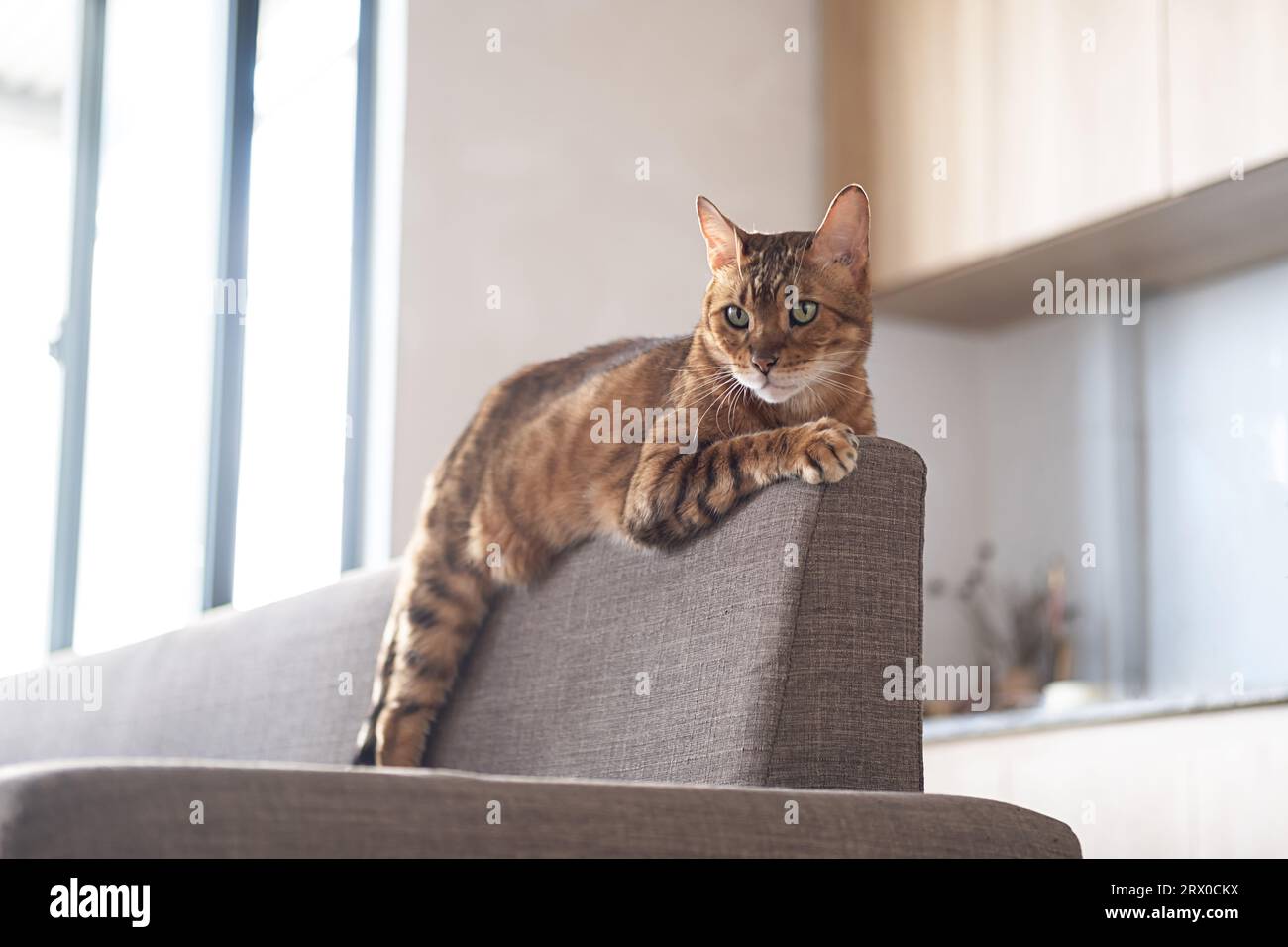 Bengal cat bored and lying on back of sofa. Stock Photo