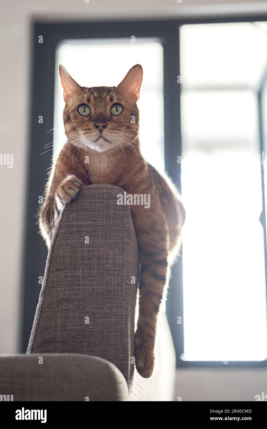 Bengal cat bored and lying on back of sofa. Stock Photo