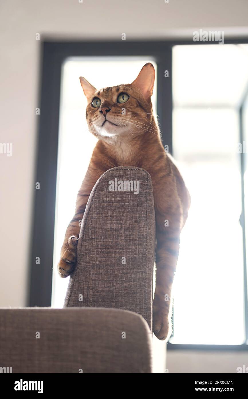 Bengal cat bored and lying on back of sofa. Stock Photo