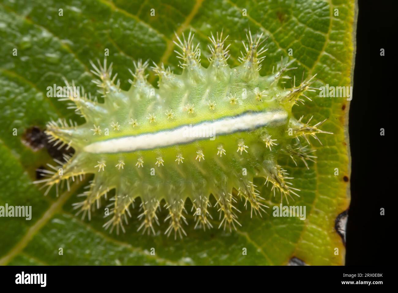 Thosea sinensis hi-res stock photography and images - Alamy