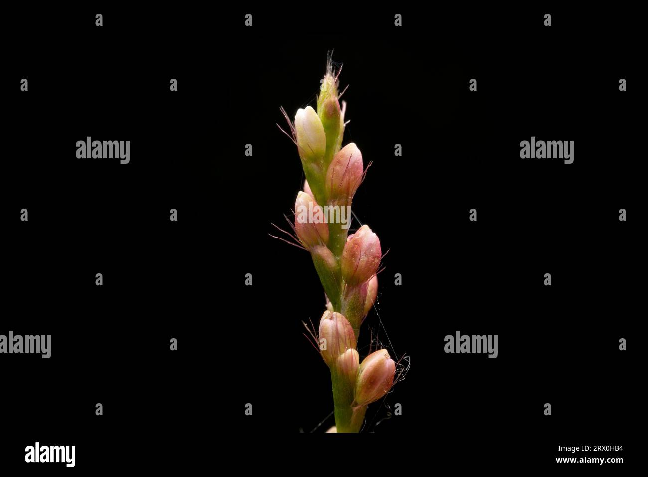polygonum orientale flowers in the wild state Stock Photo