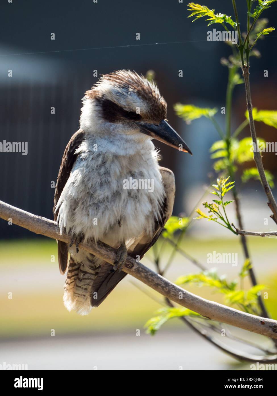 Kookaburra perched on a branch of a tree in a garden in Australia