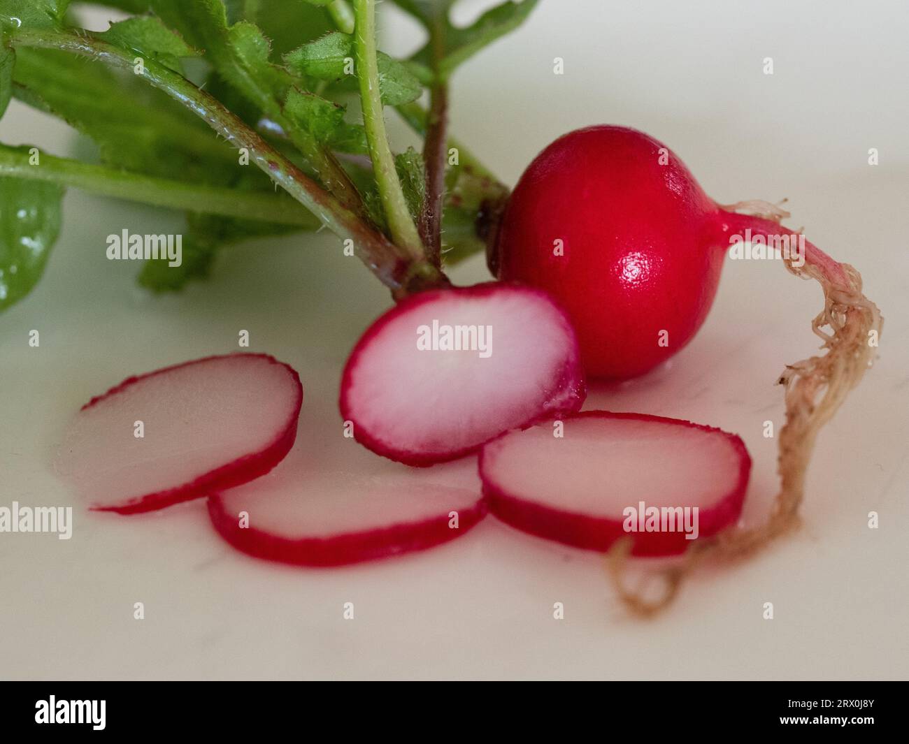 Cherry Belle Radishes, Red skinned white flesh and green leaf tops, Freshly harvested from the vegetable garden, on a white background Stock Photo
