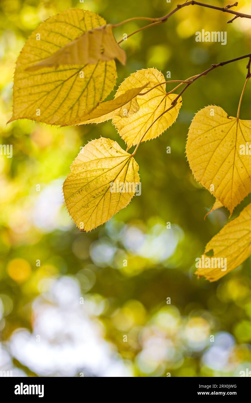autumn yellow leaves on blurred nature background. autumn park scene. Stock Photo