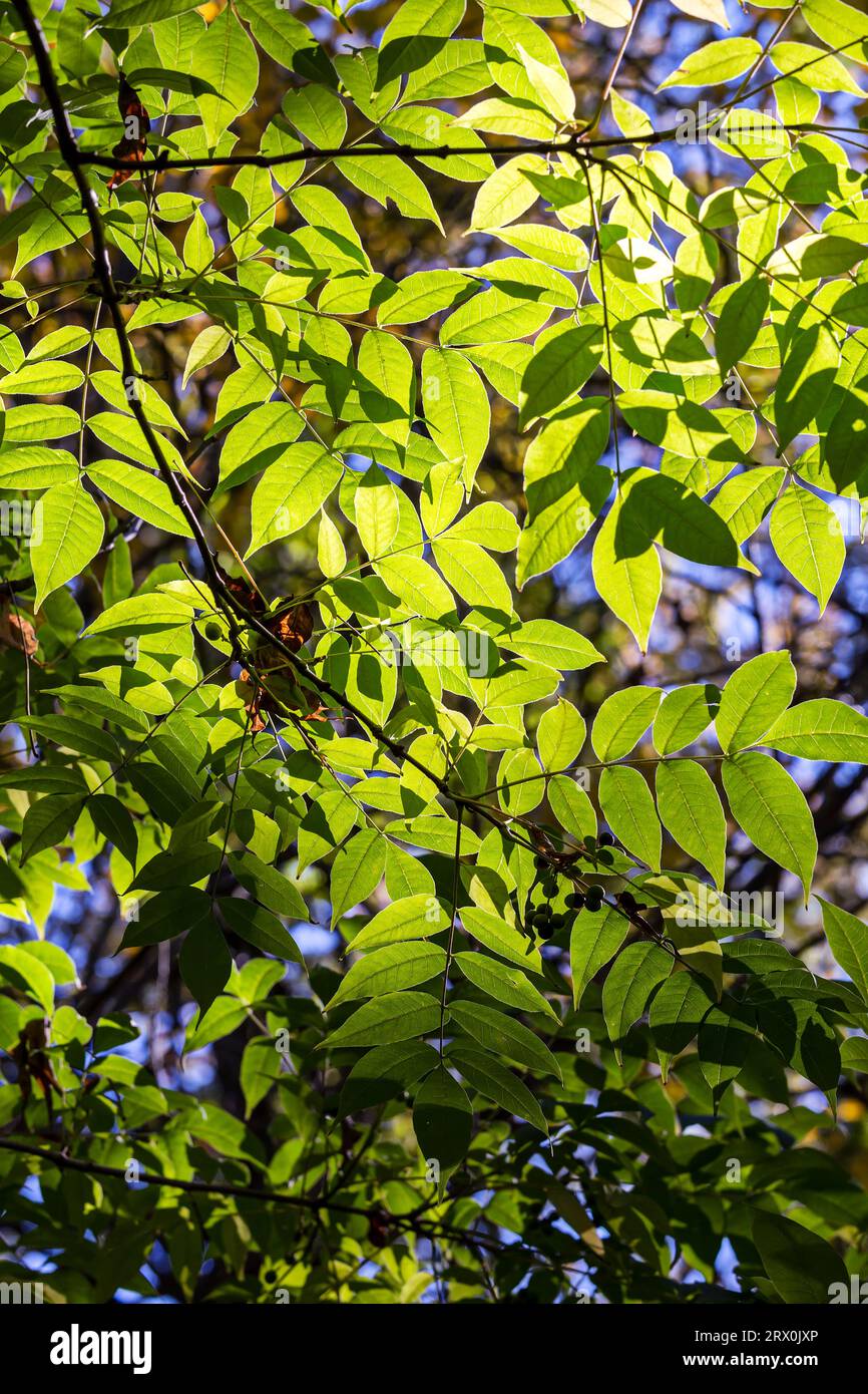 green leaves branch in bright sunlight. forest at early autumn. closeup detail. Stock Photo