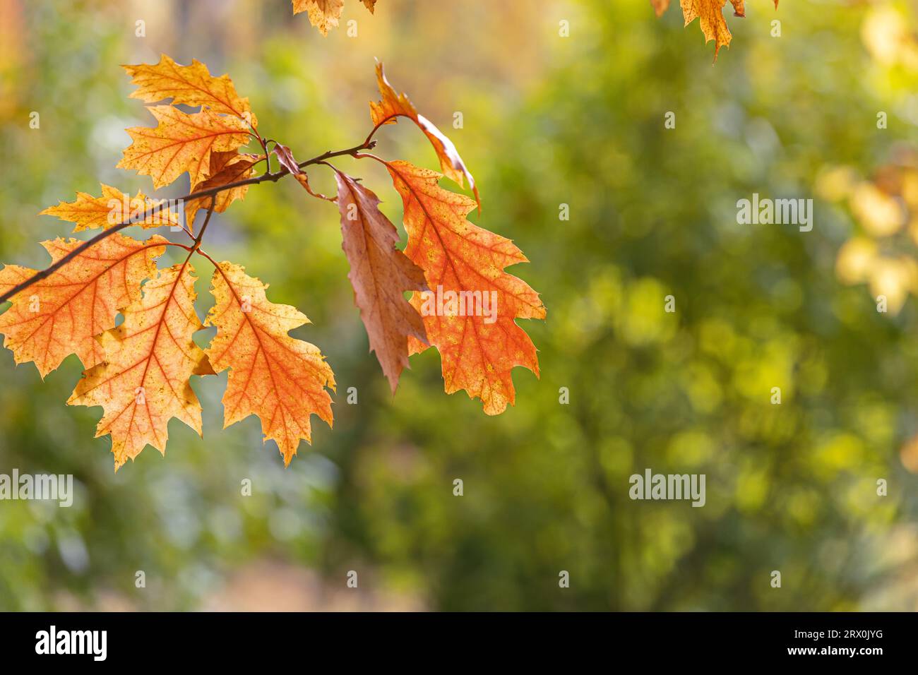 maple tree branch with autumn orange leaves on blurred forest background. Stock Photo