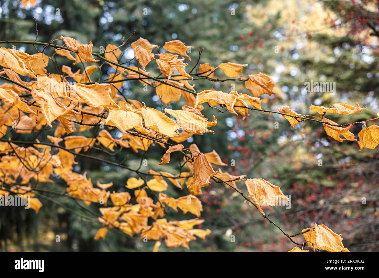 branches of a tree with dry orange leaves. autumn park landscape Stock ...