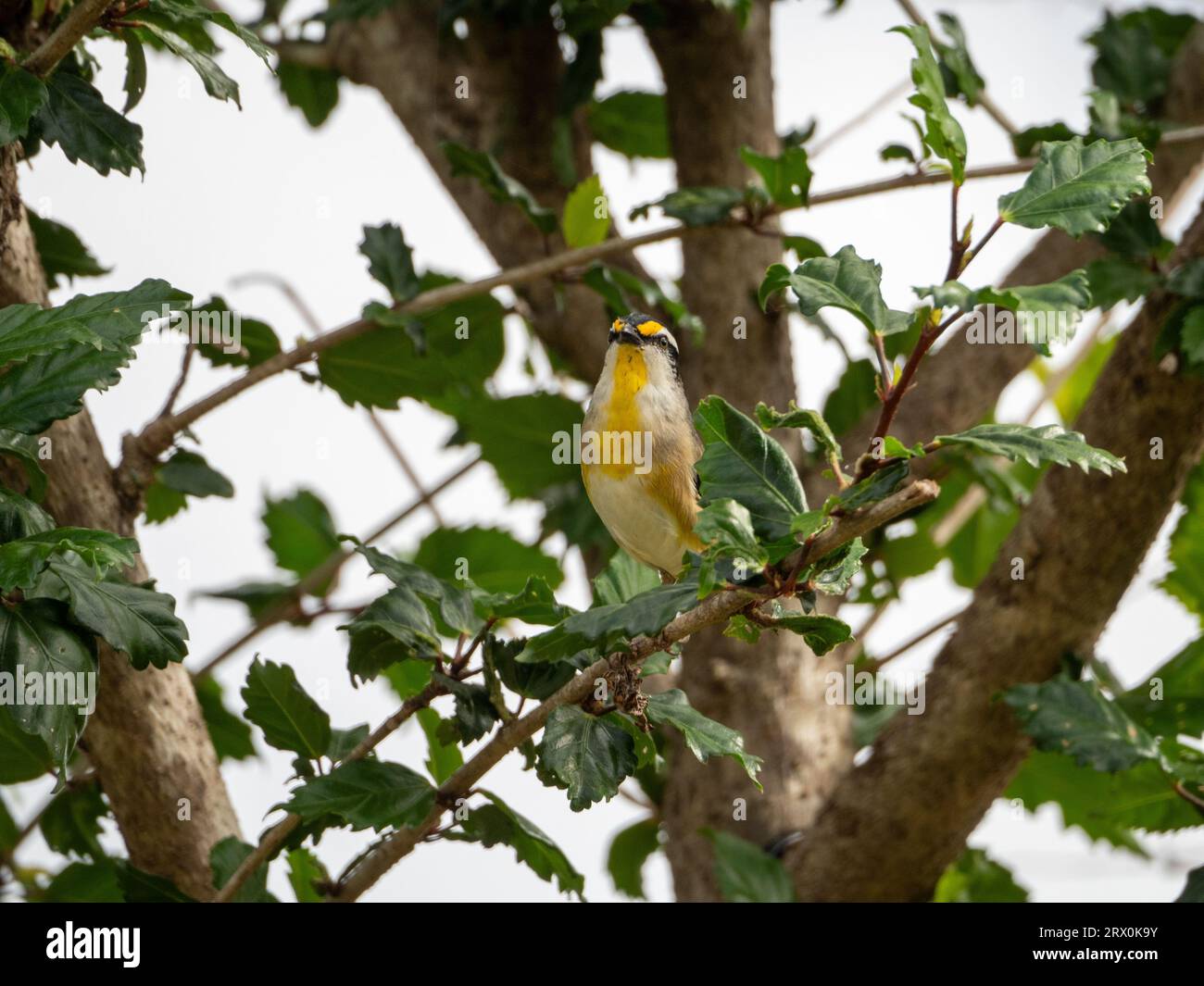 Striated Pardalote bird, small yellow black grey and white feathered Australian native birds