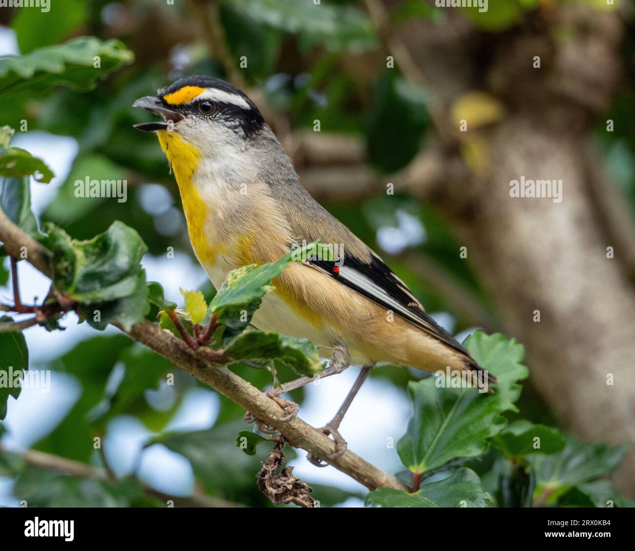 Striated Pardalote bird, small yellow black grey and white feathered