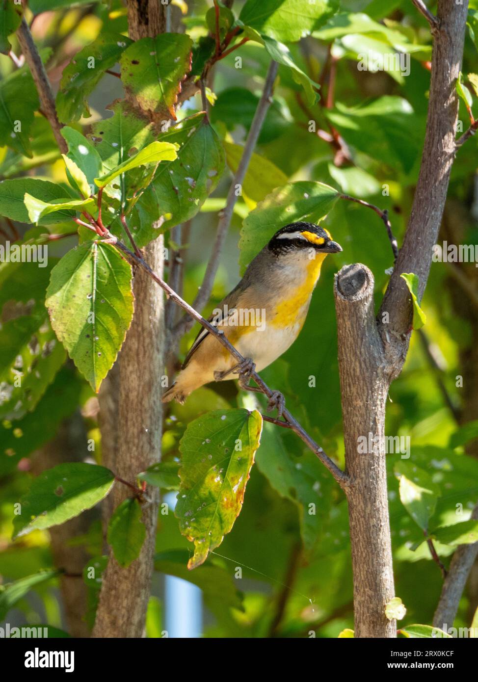 Striated Pardalote bird, small yellow black grey and white feathered Australian native birds