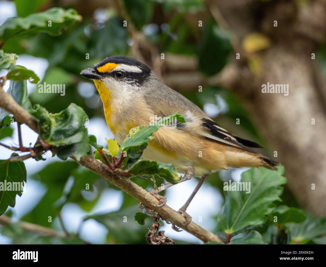 Striated Pardalote bird, small yellow black grey and white feathered Australian native birds