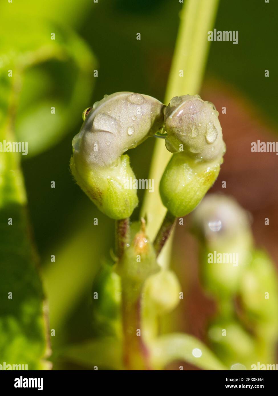 Two kissing flower buds wet and fresh with water droplets, butter bean