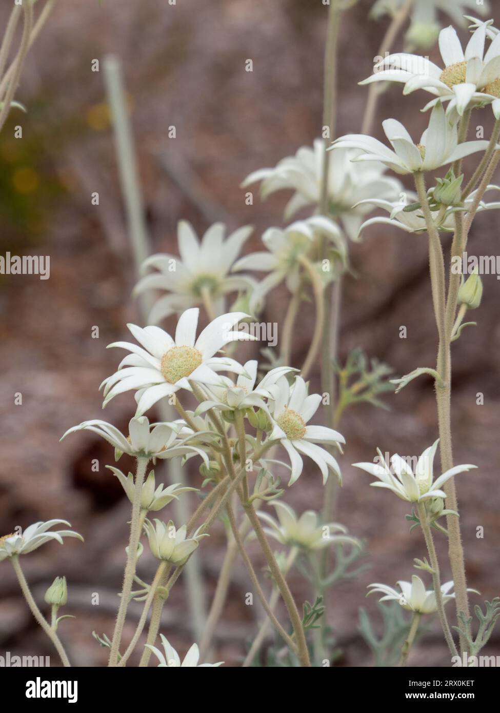 Creamy white Flannel Flowers, willowing silver grey stems, in an Australian garden Stock Photo